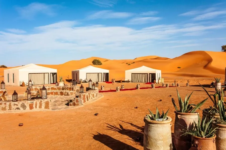 A desert landscape in Merzouga, featuring several tents surrounded by tall cacti under a clear blue sky.