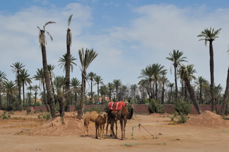 Un homme et un chameau dans un champ avec des arbres, au Quad Palmeraie Marrakech.