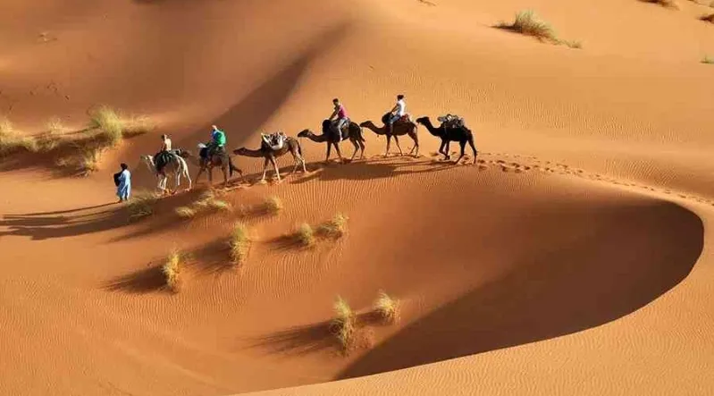 Quatre individus chevauchent des camélidés dans le désert, participant à un circuit voyage Maroc.
