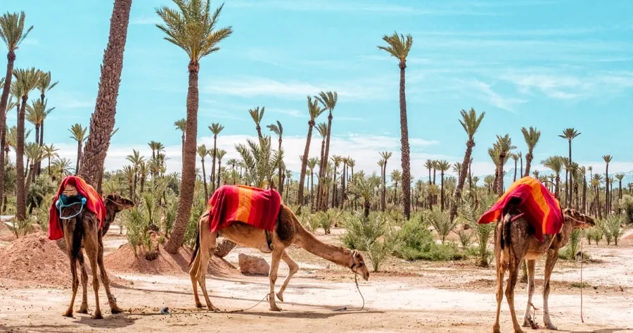 Des chameaux marchent dans le désert du Sahara lors d'une excursion à Marrakech.